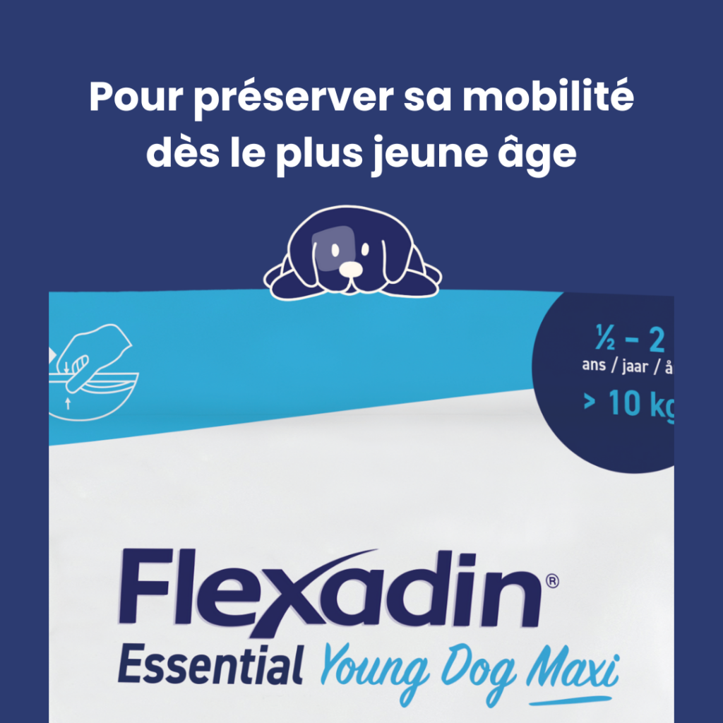 flexadin-jeune-chien-2