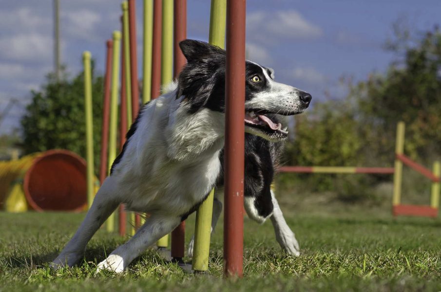 chien_agility_2-r1oi0bgnngkkede0pdnhab0cu21fjsbfg9d9jmxyps