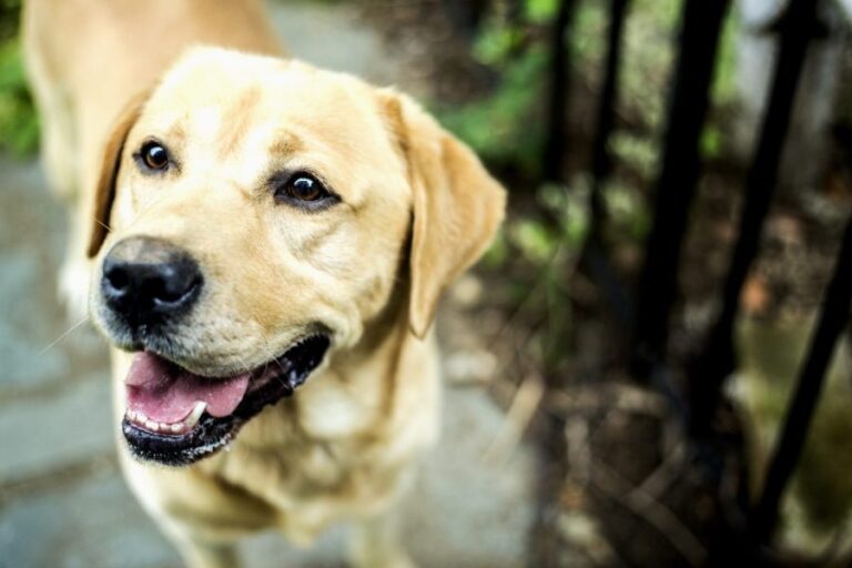 dysplasie du coude chez le chien