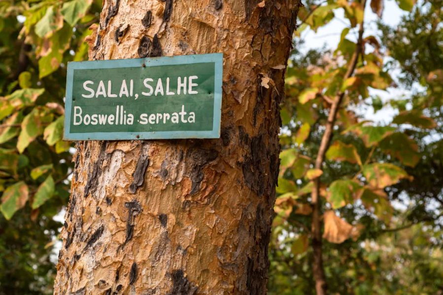 phytothérapie chez le chien