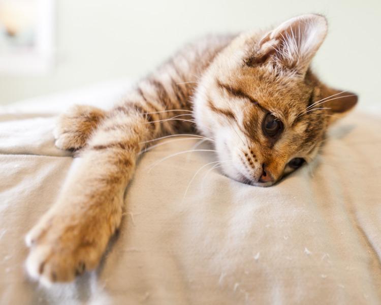 vetoquinol-myhappypet-fb-daily_0043_calque-2-1-r1ohqaimr2ugk3yb91mqou3cq3ghg0ii2mut9dt534